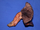 Chroogomphus ochraceus image