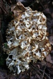 Sparassis americana image