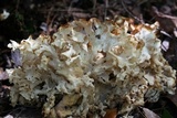 Sparassis americana image