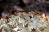 Sparassis americana image