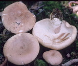 Russula compacta image