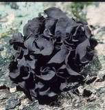 Leptogium saturninum image