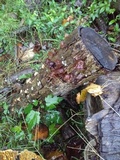 Auricularia angiospermarum image
