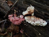 Phlebia incarnata image