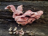 Phlebia incarnata image