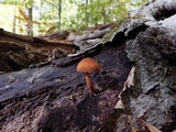 Flammulaster erinaceellus image