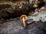 Flammulaster erinaceellus image