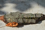 Phlebia radiata image