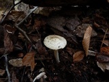 Amanita cylindrispora image