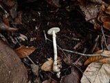 Amanita cylindrispora image