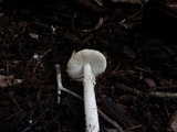 Amanita cylindrispora image