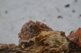 Merulius tremellosus image
