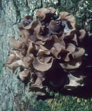 Phaeotremella frondosa image