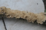 Irpex lacteus image