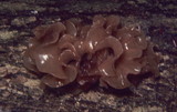 Phaeotremella frondosa image