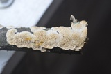 Irpex lacteus image