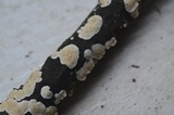 Irpex lacteus image