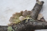 Irpex lacteus image