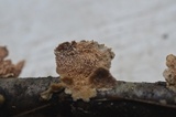 Irpex lacteus image
