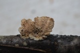 Irpex lacteus image