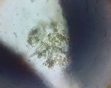 Peniophora cinerea image