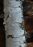 Peniophora cinerea image