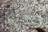 Dimelaena oreina image