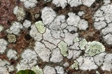 Dimelaena oreina image