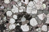 Dimelaena oreina image