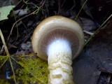 Cortinarius trivialis image