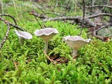 Cantharellula umbonata image