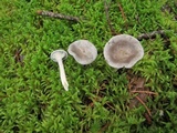 Cantharellula umbonata image