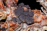 Leptosphaeria polylepidis image