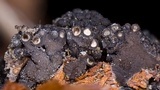 Leptosphaeria polylepidis image