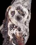 Leptosphaeria polylepidis image