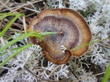 Coltricia perennis image