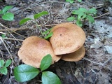 Cortinarius armillatus image