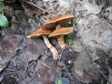 Cortinarius armillatus image