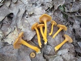 Cantharellus ignicolor image