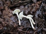 Cuphophyllus virgineus image