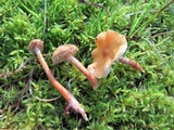 Cystoderma amianthinum image