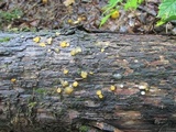Dacrymyces capitatus image