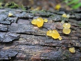 Dacrymyces capitatus image