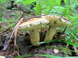 Gyroporus cyanescens image