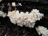 Hericium americanum image