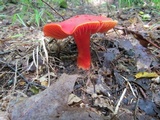 Hygrocybe punicea image