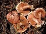 Pholiota polychroa image