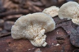 Poronidulus conchifer image