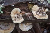 Poronidulus conchifer image
