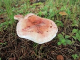 Hygrophorus purpurascens image